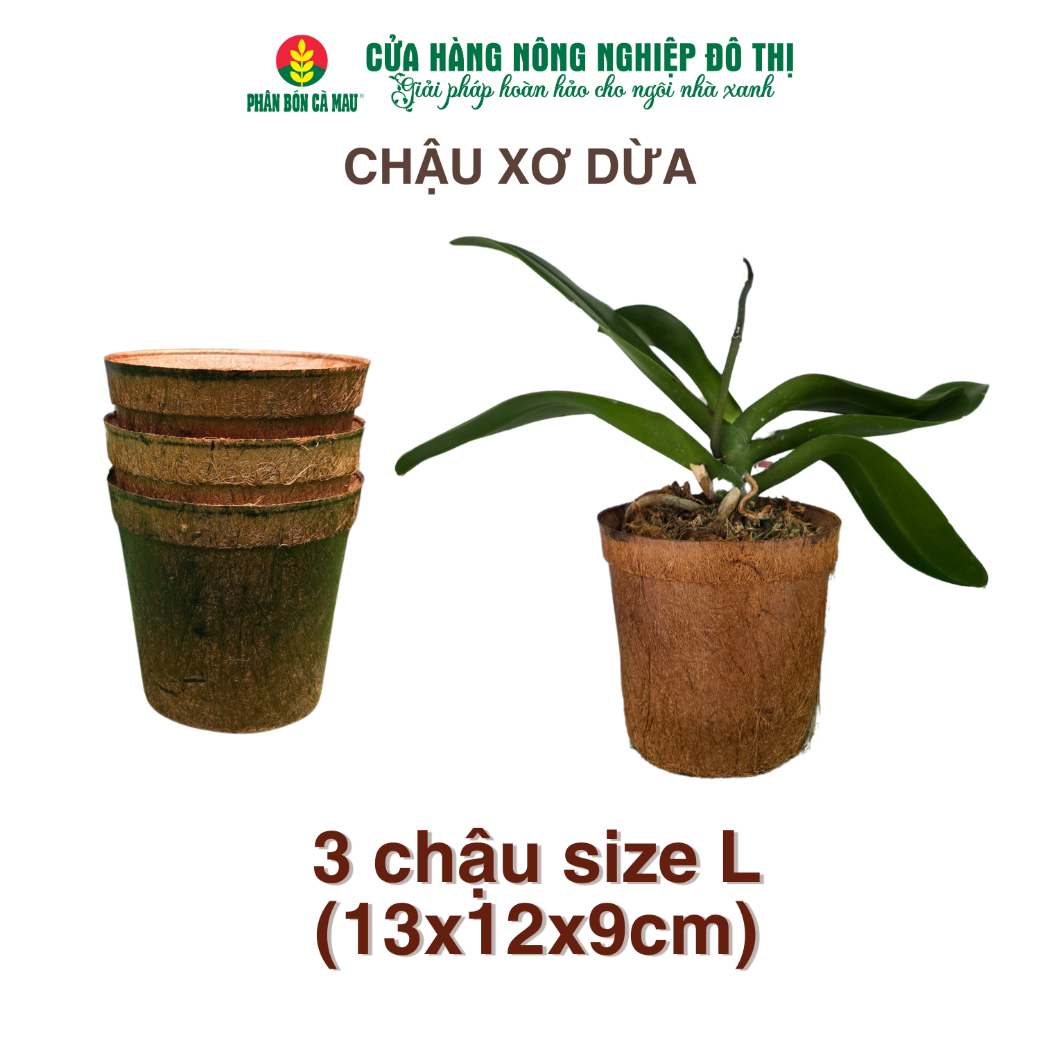 Chậu xơ dừa trồng cây - 100% tự nhiên, thân thiện môi trường (size S, M, L) 3 chậu size L